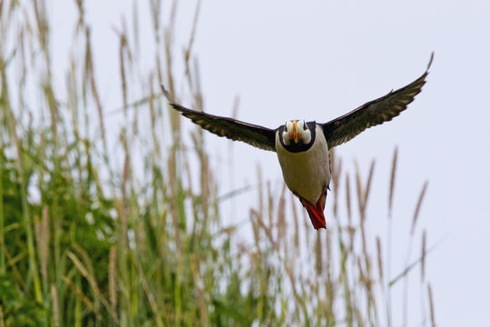 Puffin in flight in lake clarke national park;Alaska united states of america
