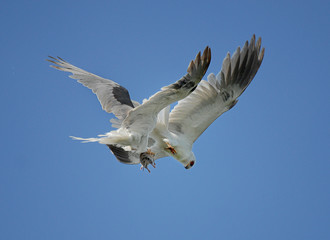 White tailed Kites exchanging prey (gopher) in midair