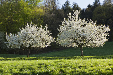 Cherry trees near Obereggenen, Markgraefler Land, Black Forest, Germany