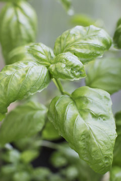 Close up of a basil plant;Anchorage, alaska, united states of america