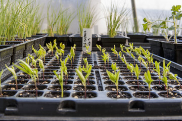 Cayenne pepper seedlings growing in a greenhouse in individual cell pack trays, Toronto, Ontario, Canada