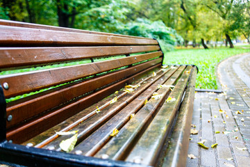 Fototapeta premium Wet bench in the Park covered with yellow leaves. Autumn in Mosc