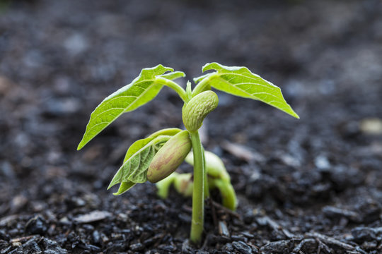 Close up of bean seedlings emerging from the soil and showing their first set of leaves, Toronto, Ontario, Canada