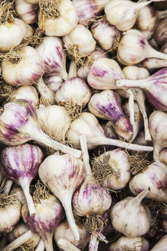 Purple hardneck garlic, Toronto, Ontario, Canada