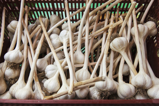Large clean organically grown hardneck garlic bulbs, Ontario, Canada