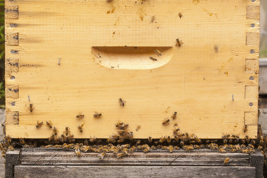 Busy honey bees in a Langstroth hive box, Toronto, Ontario, Canada