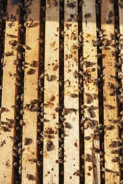 Busy honey bees in a Langstroth hive box, Toronto, Ontario, Canada