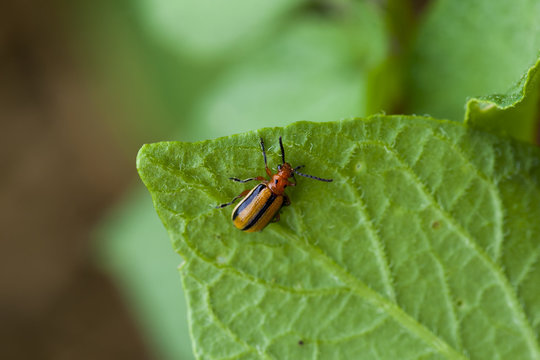Colorado potato beetle, Castleton, Ontario, Canada
