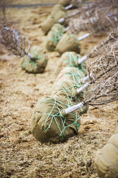 Freshly dug trees bagged and balled at a nursery, Street, Maryland, United States of America