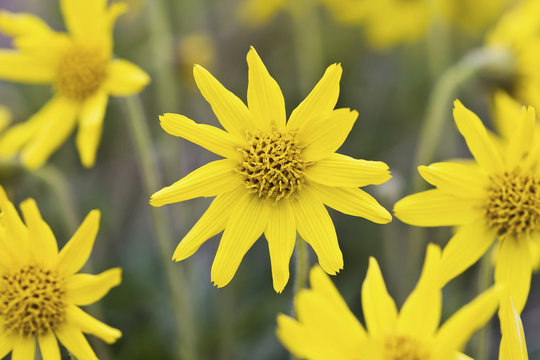 Yellow Wildflowers Growing On The Tundra Of Bristol Bay, Southwest Alaska, Summer