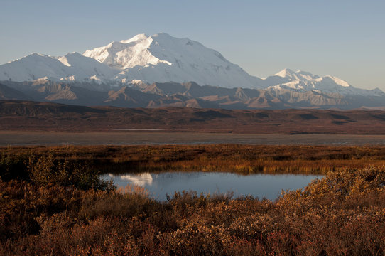 Mt. Mckinley With Reflection In Small Tundra Pond, Denali National Park & Preserve, Interior Alaska, Autumn