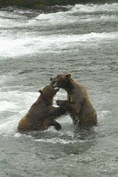 Brown bears (ursus arctos) sparing for salmon fishing position at brooks camp in katmai national park;Alaska united states of america