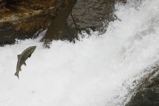 Salmon Jumping Up A Waterfall To Spawn, Stamp Falls, Port Alberni, Canada