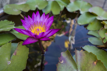 A single fuchsia water lily in a big flower pot