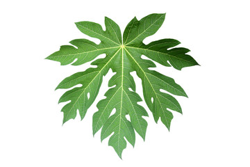 Papaya leaf isolated on white.