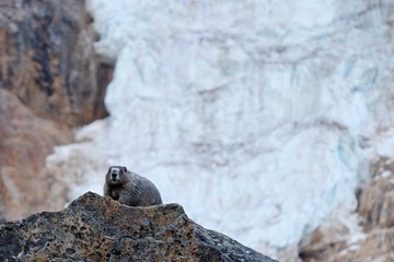 Hoary Marmot on rocks and glacier. Jasper National Park. Canadian Rockies. Alberta. Canada.