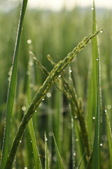 Fototapeta na wymiar Rice field in the morning.