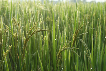 Rice field in the morning.
