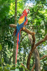 Colorful Scarlet Macaw parrot  on the Jungle