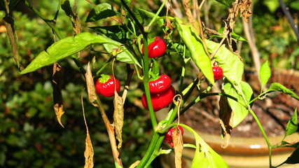 Pepper plant in the sun