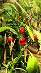 Pepper plant in the sun