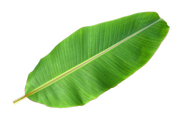 Banana leaf on a white background.