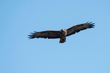 Common Buzzard, Buteo buteo