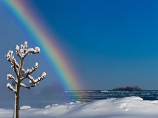Winter landscape with single snow covered tree and rainbow in blue sky