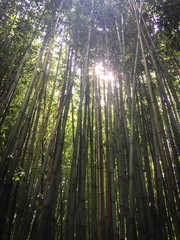 tall chineese bamboo