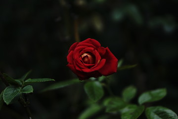 薔薇