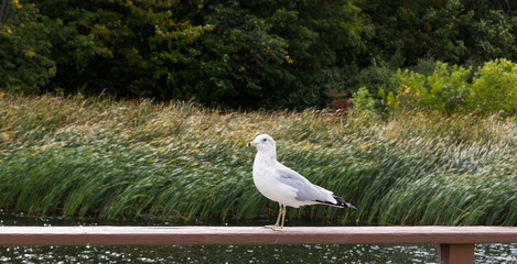  A seagull sitting on railing.