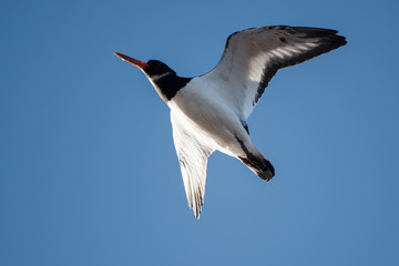 Eurasian Oystercatcher, Haematopus ostralegus