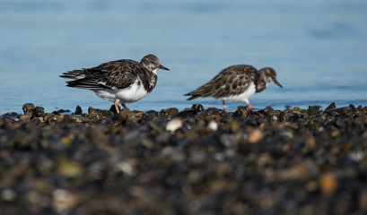 Ruddy Turnstone, Turnstone , Arenaria interpres