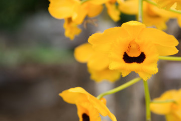 A closed up of Dendrobium chrysotoxum ( yellow orchid ) in count