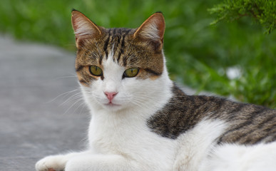 Young cat lie down on foot pavement. 