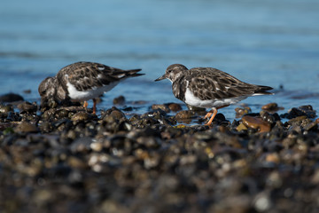 Ruddy Turnstone, Turnstone , Arenaria interpres