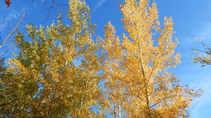 Fototapeta premium Sky Trees