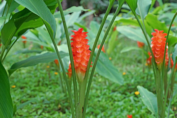 orange siam tulip flower