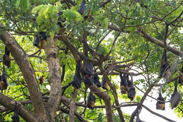 big bat chicken sleep on the tree
