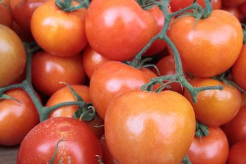 Tomates en branche.