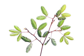 Sensitive plant on white background. (mimosa pudica plant)