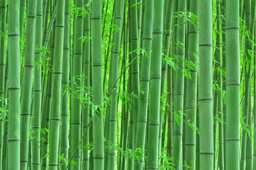 Rustig bamboebos