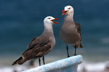 Naklejka premium Seagulls