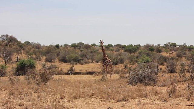 Giraffes