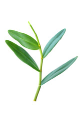 Orchid tree on a white background