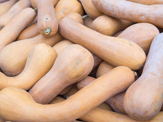 Harvest: Heap of Lunga Di Napoli Italian Squash, Cucurbita moschata