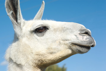 Obraz premium white alpaca lama side view on blue sky background