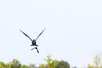 Obraz premium ANHIGA