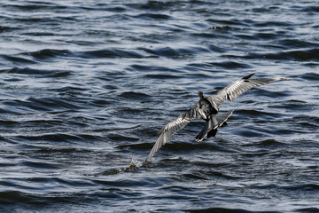 Fototapeta premium ANHIGA