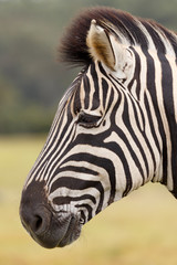 Burchell's Zebra Portrait